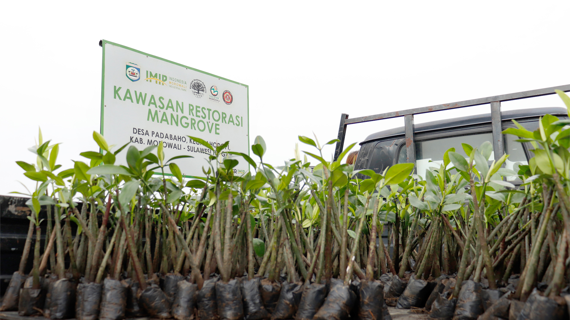 Program CSR Sinergi Berdaya Kawasan IMIP untuk Pemenuhan Kuota Penanaman 10.000 Bibit Mangrove