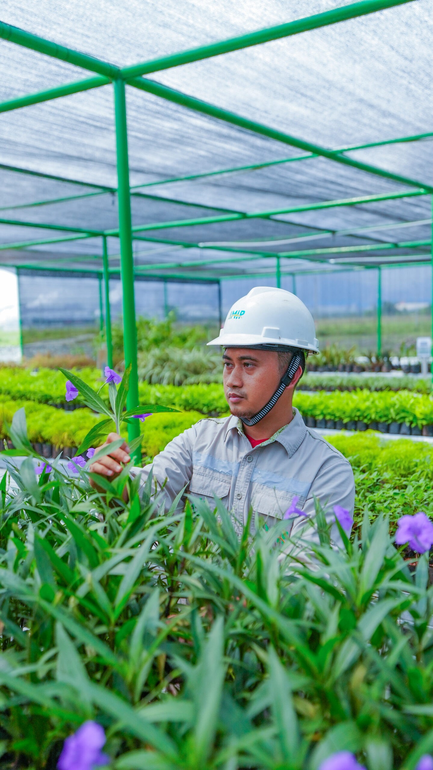 Area Nursery PT IMIP