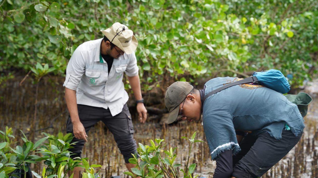 IMIP tanam 3.000 mangrove